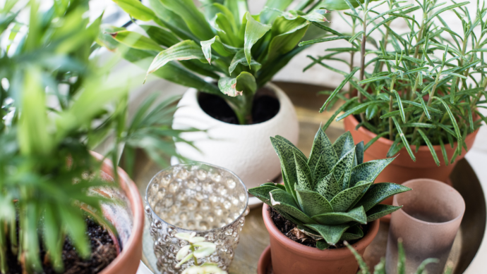 9 Indoor Plants Care Tips