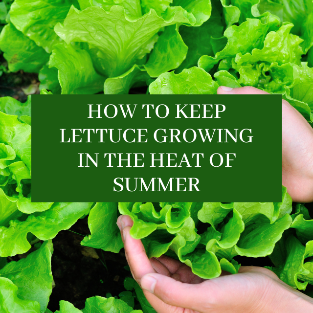 Tips to Keep Lettuce Growing in the Heat of Summer