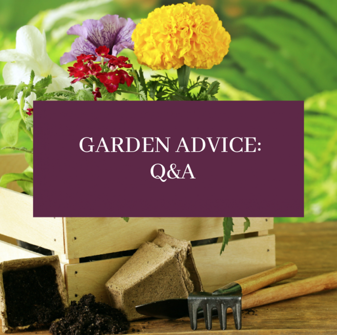 Garden Advice: Common Questions & Answers