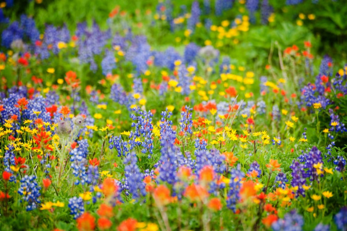 Growing Wildflowers from Seed Growing Wildflowers from Seed