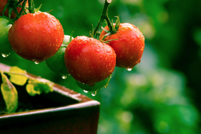 Top 10 Tomato Growing Tips