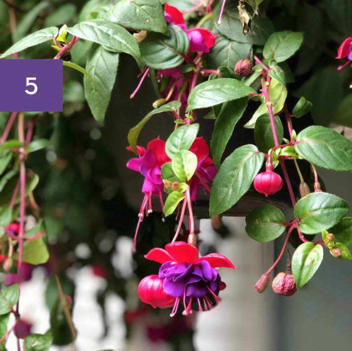 11 Perfect Hanging Basket Plants