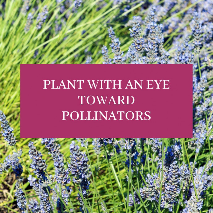 Plant With An Eye Toward Pollinators