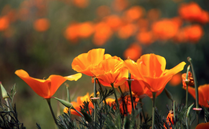 Top 10 Summer Bedding Plants