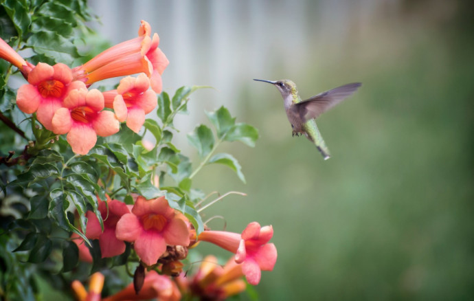 7 Tips to Attract Hummingbirds to Your Garden