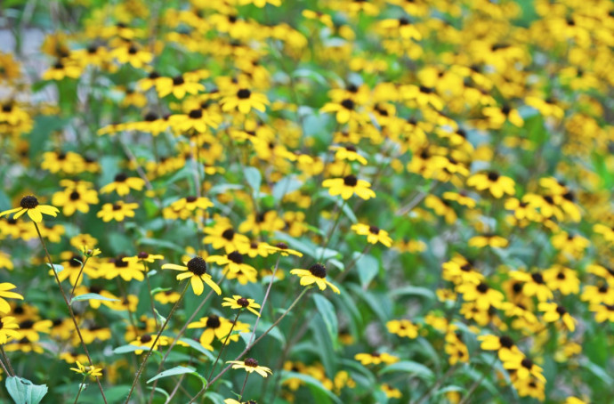 Top 10 Summer Bedding Plants