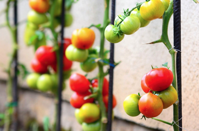 Top 10 Tomato Growing Tips