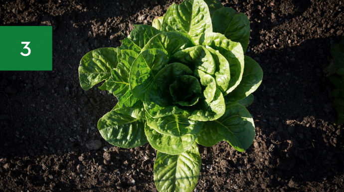 Vegetables to Grow In April