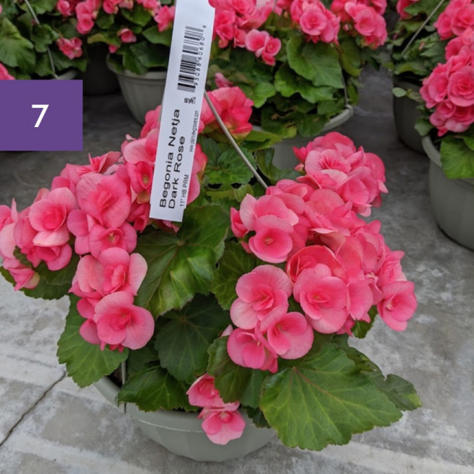 11 Perfect Hanging Basket Plants