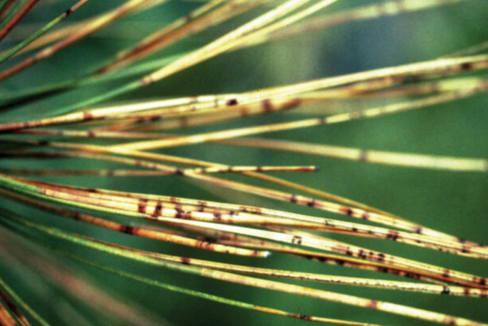 8 Common Tree Diseases and How to Treat Them On Time