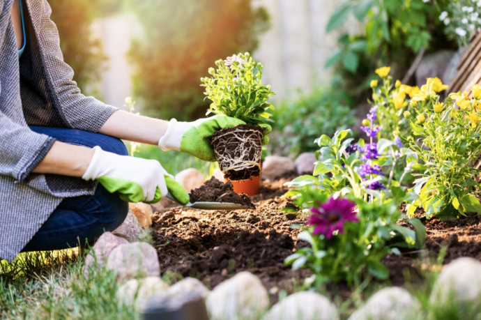 Top 10 Summer Bedding Plants Top 10 Summer Bedding Plants