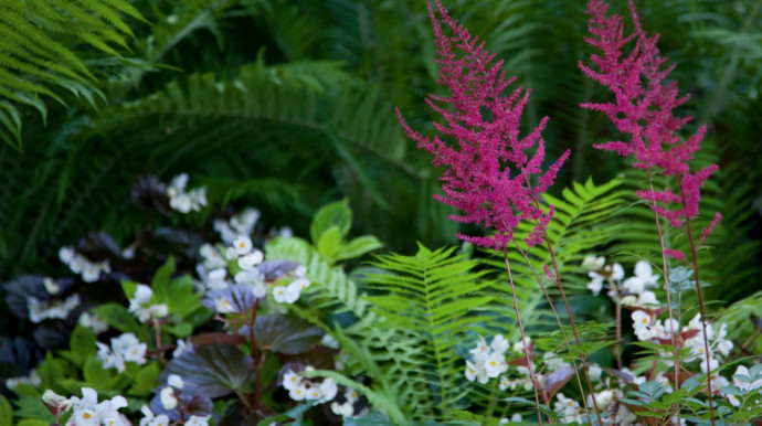 10 Best Shade-Loving Plants