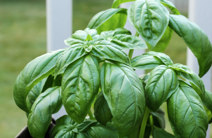 Basil Care Tips