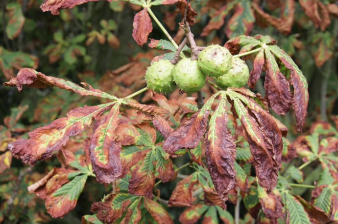 8 Common Tree Diseases and How to Treat Them On Time