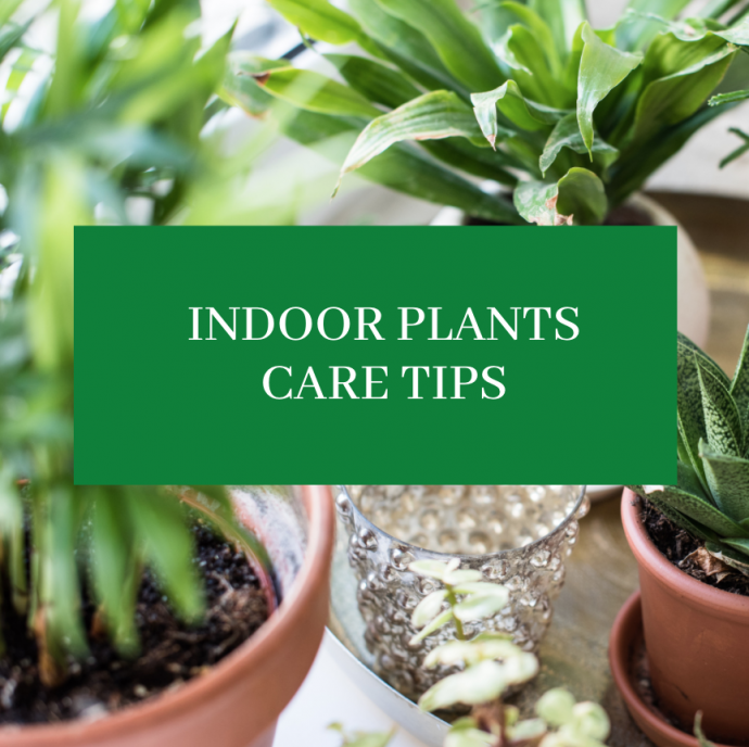 9 Indoor Plants Care Tips