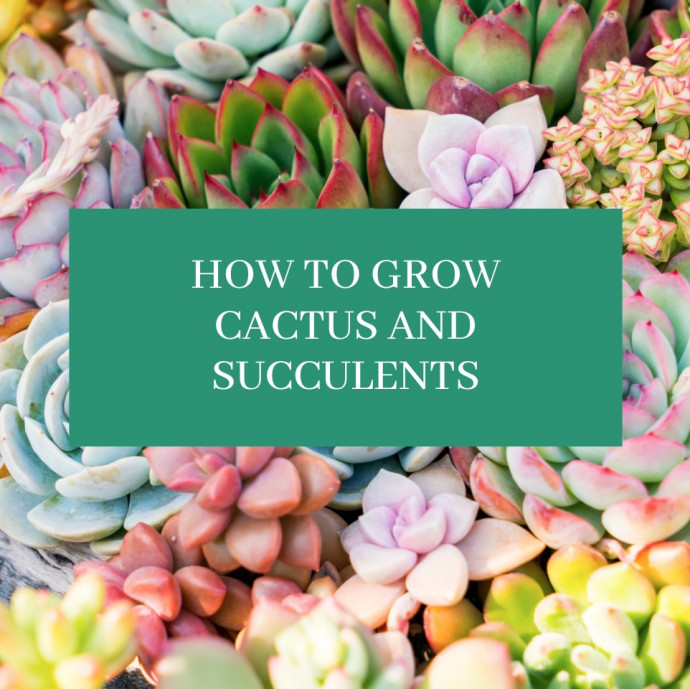 How to Grow Cactus and Succulents