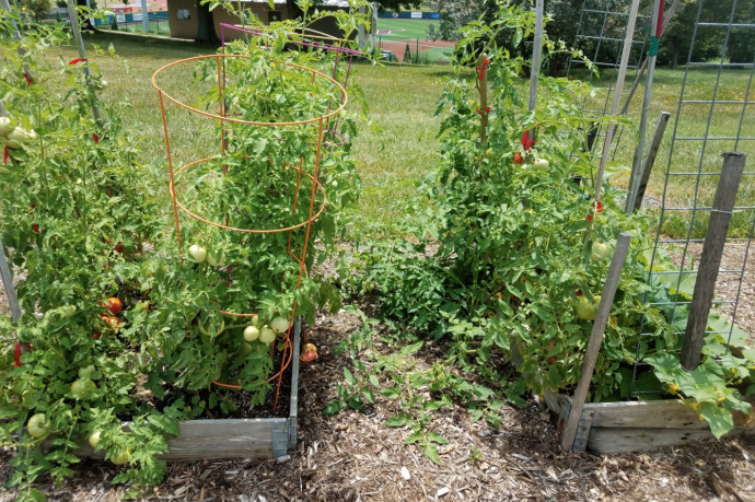 Top 10 Tomato Growing Tips