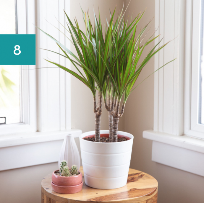 8 Best Bathroom Plants: High Humidity Plants