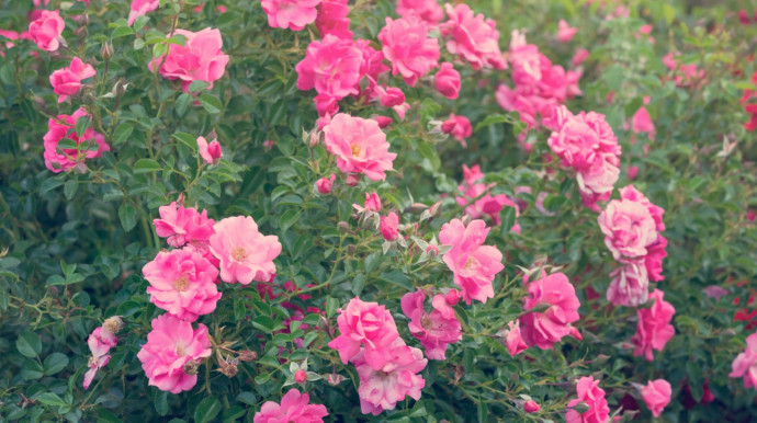 12 Common Gardening Q&A: Rosebushes