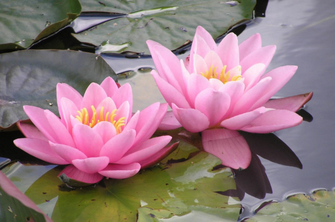 Making a Mini Waterlily Pond