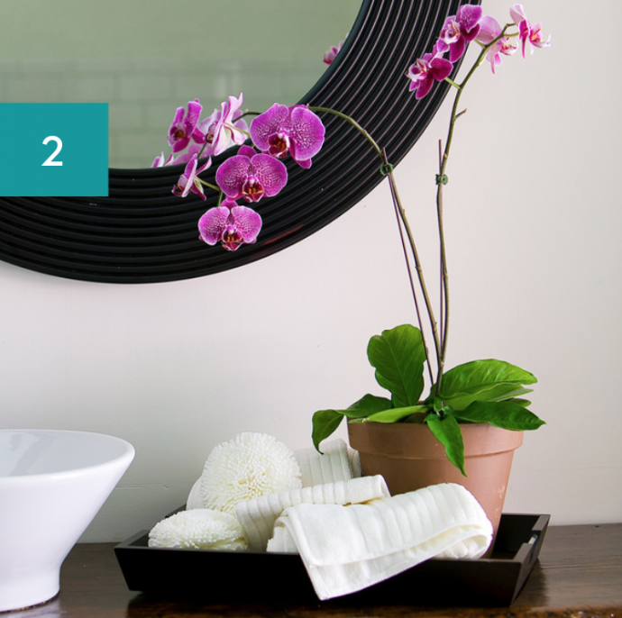 8 Best Bathroom Plants: High Humidity Plants 8 Best Bathroom Plants: High Humidity Plants