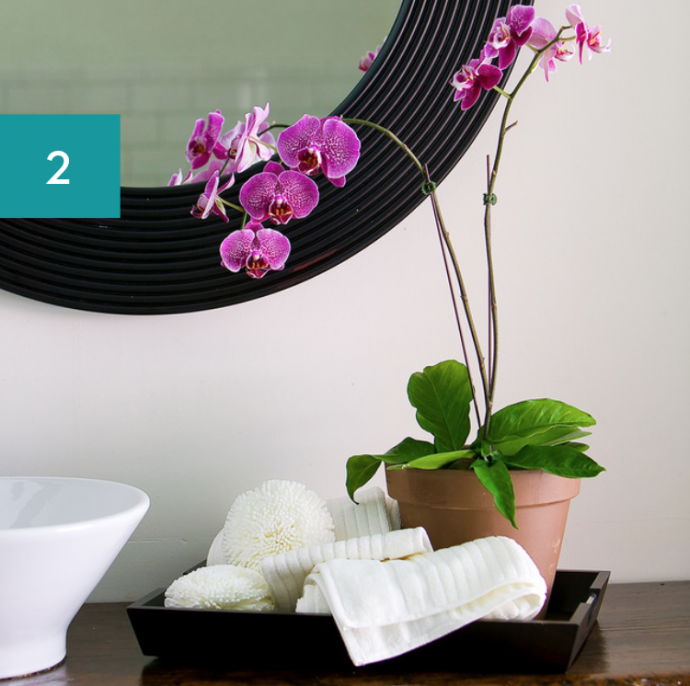 8 Best Bathroom Plants: High Humidity Plants