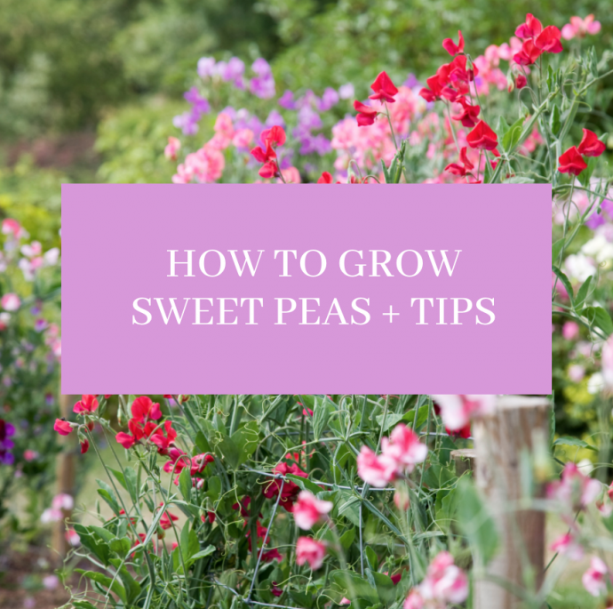 How To Grow Sweet Peas + Care Tips