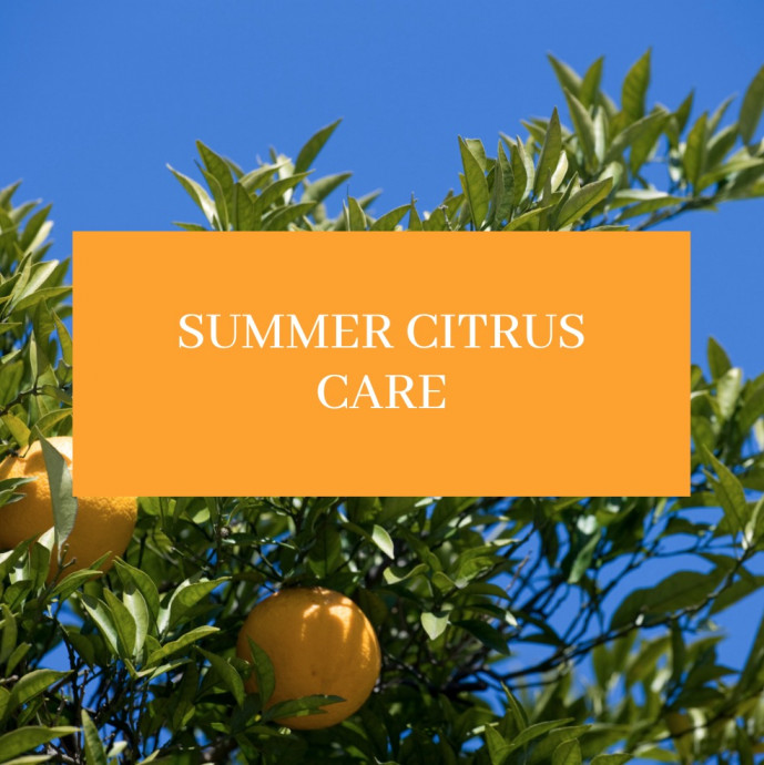Summer Citrus Care