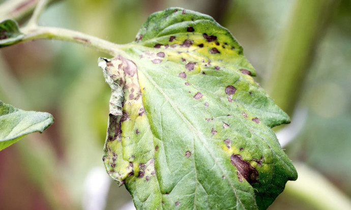 10 Common Tomato Problems & Solutions 10 Common Tomato Problems & Solutions