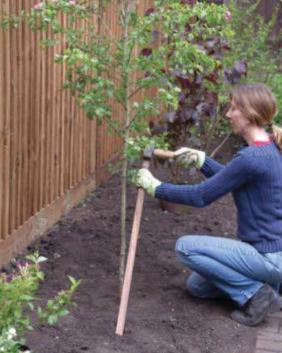 How-To Guide: Planting a Tree