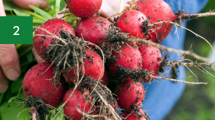 Vegetables to Grow In April