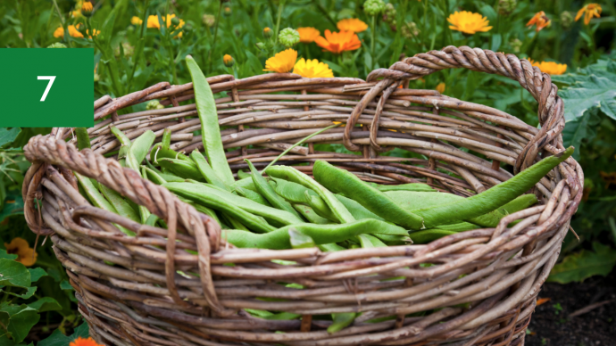 Vegetables to Grow In April