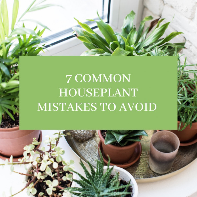 7 Common Houseplant Mistakes to avoid