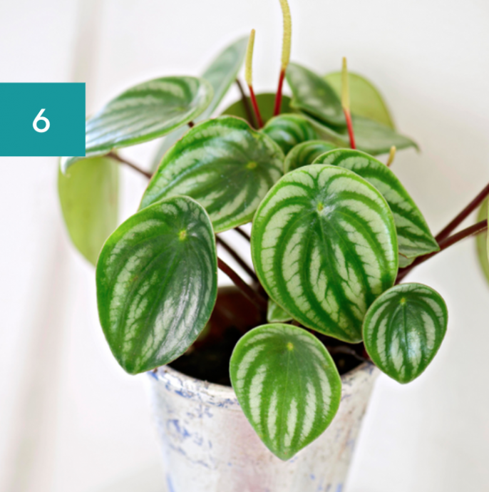 8 Best Bathroom Plants: High Humidity Plants