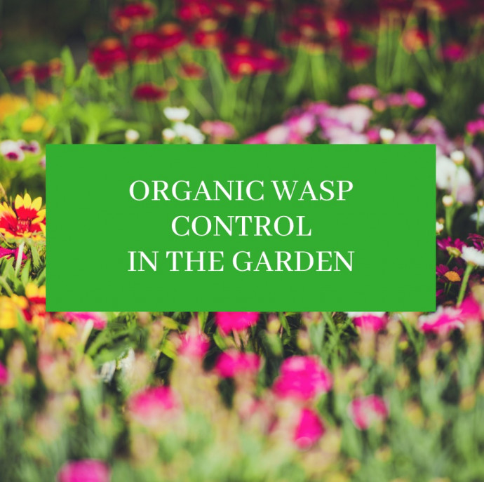 Organic Wasp Control