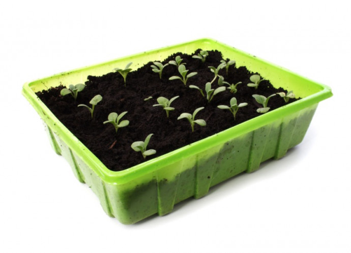 Common Mistakes While Growing Seeds Common Mistakes While Growing Seeds