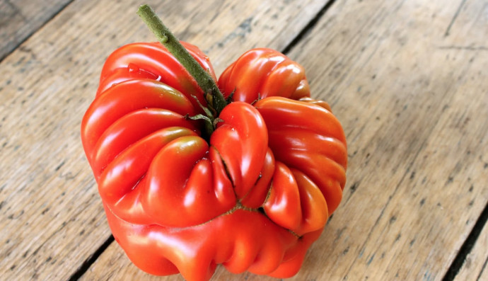 10 Common Tomato Problems & Solutions