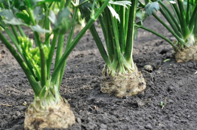 Companion Planting: Vegetables. Part 2 Companion Planting: Vegetables. Part 2