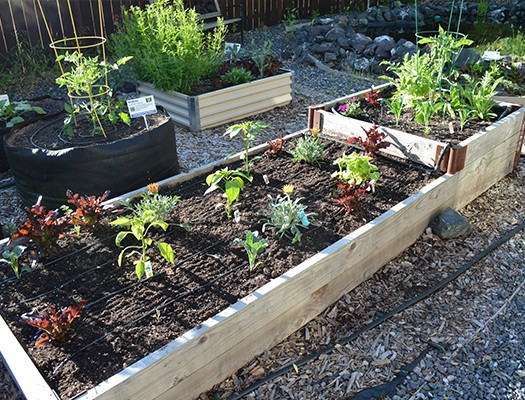 How To Install A Drip Line Kit For Container Or Raised-Bed Gardens How To Install A Drip Line Kit For Container Or Raised-Bed Gardens