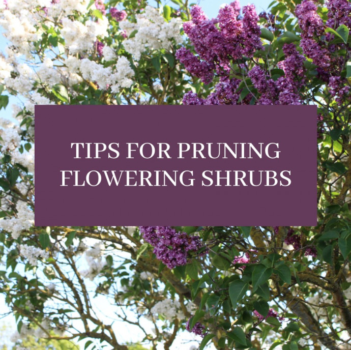 Tips for Pruning Flowering Shrubs