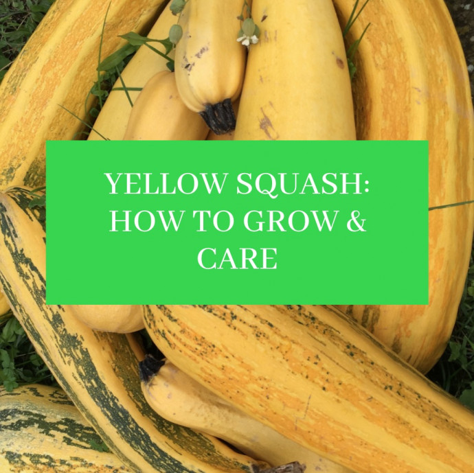 How to Grow and Care for Yellow Squash