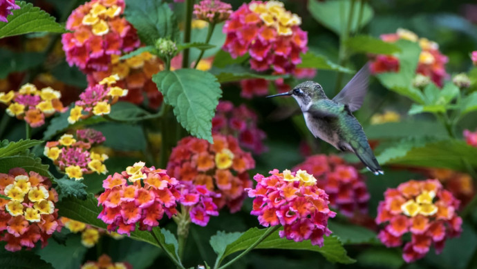 7 Tips to Attract Hummingbirds to Your Garden