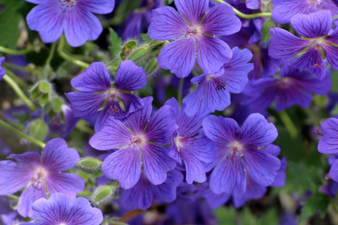 How to Grow a Hardy Geranium How to Grow a Hardy Geranium