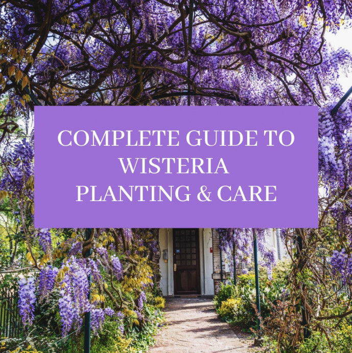 Wisteria Planting & Care Guide