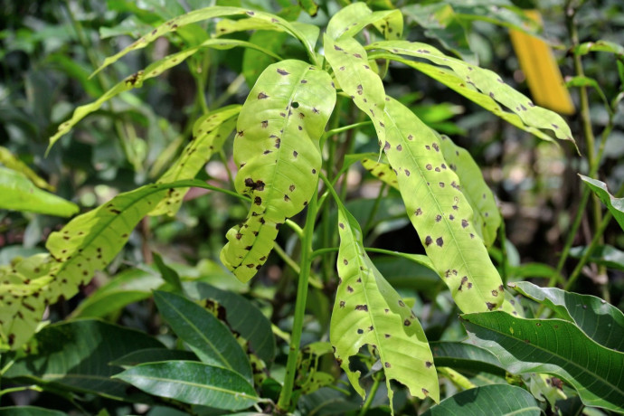 8 Common Tree Diseases and How to Treat Them On Time