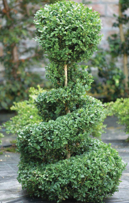 How to Create a Spiral Topiary