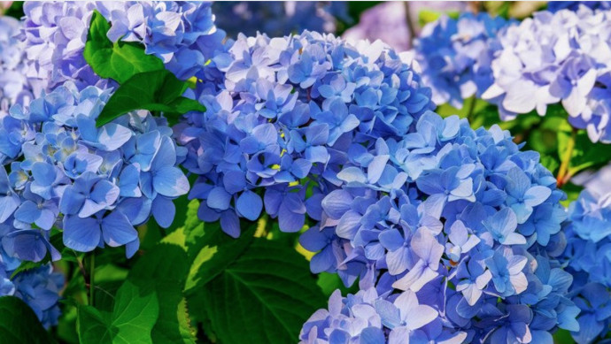 How to Grow Endless Summer Hydrangeas