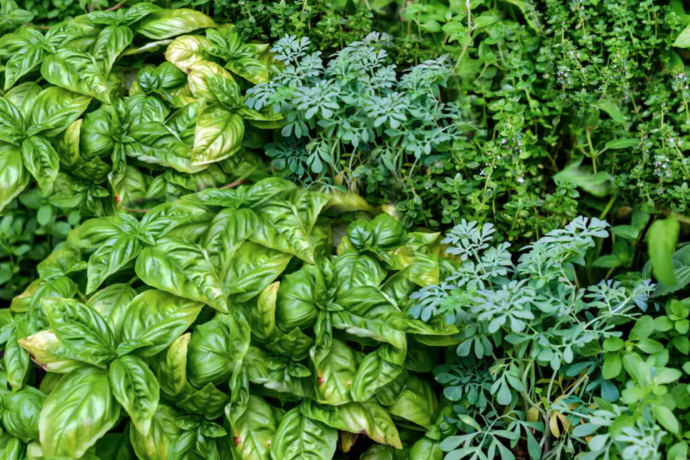 6 Essential Perennial Herbs for Your Garden