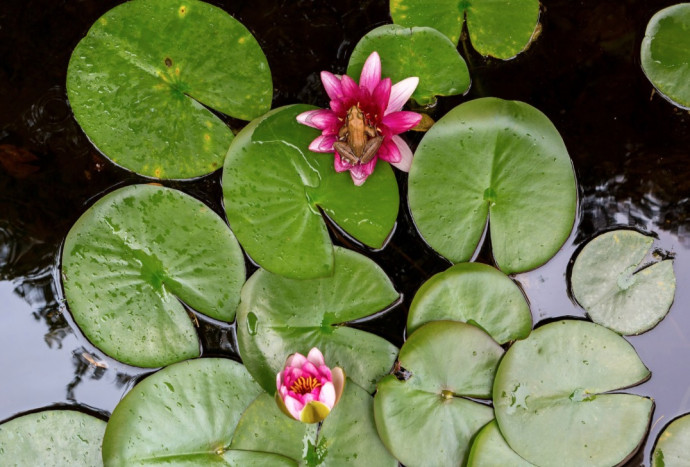 10 Tips for a Perfect Backyard Pond