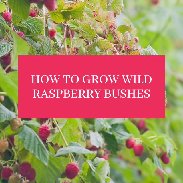 How to Grow Wild Raspberry Bushes Guide + Tips